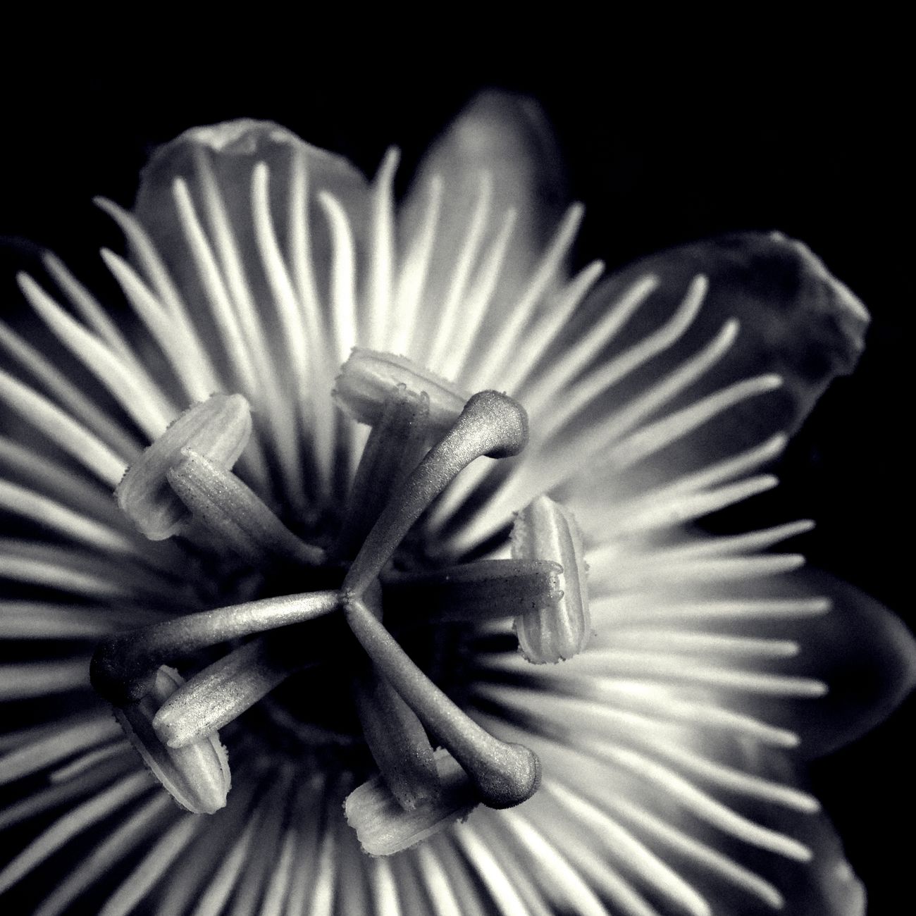 Passion Flower Extract